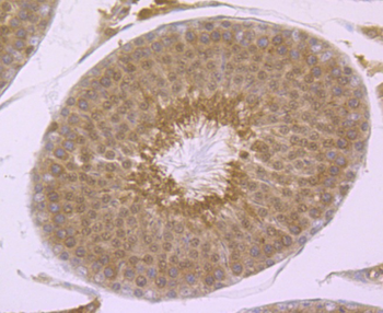 PSMA1 Antibody