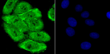 PSMA1 Antibody