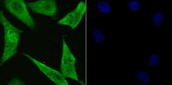 PSMA1 Antibody