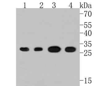 PSMA1 Antibody