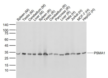 PSMA1 Antibody