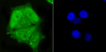 PSMA1 Antibody