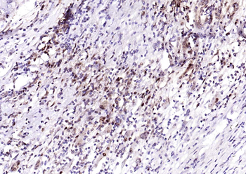 PSMA1 Antibody