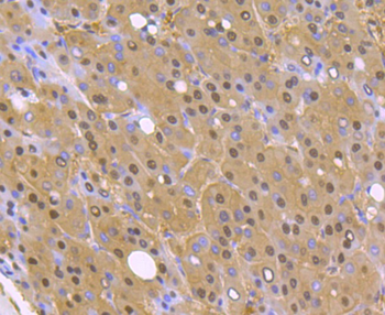 PSMA1 Antibody