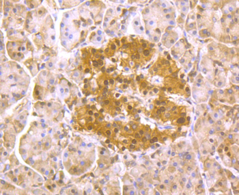 PSMA1 Antibody