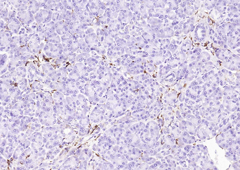 CD14 antibody