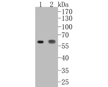 CD14 antibody