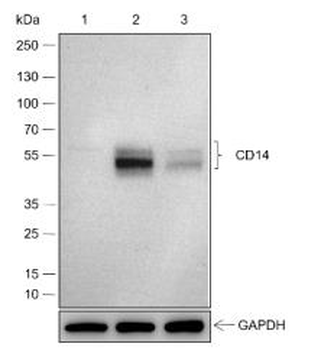 CD14 antibody