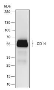 CD14 antibody