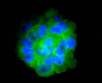 CD14 antibody