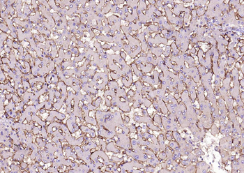 CD14 antibody