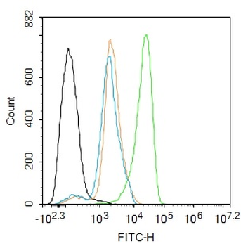 PCNA Antibody