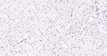 PCNA Antibody