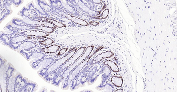 PCNA Antibody