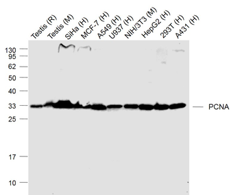 PCNA Antibody