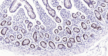 PCNA Antibody