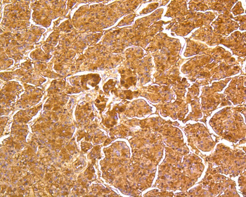 DUSP6 Recombinant Rabbit Monoclonal Antibody