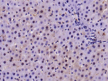 Nur77 Rabbit Polyclonal Antibody