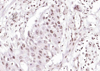 Histone H4 (Acetyl K12) Rabbit Polyclonal Antibody