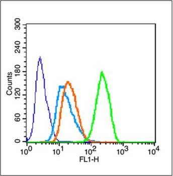 mTOR (phospho-Ser2481) antibody