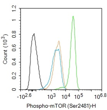 mTOR (phospho-Ser2481) antibody