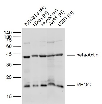 RHOC antibody