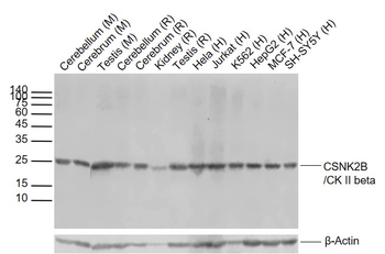 CSNK2B Antibody