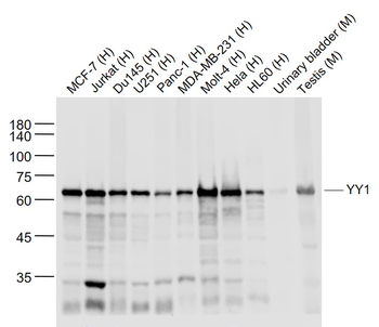 YY1 Antibody