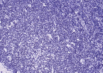 YY1 Antibody