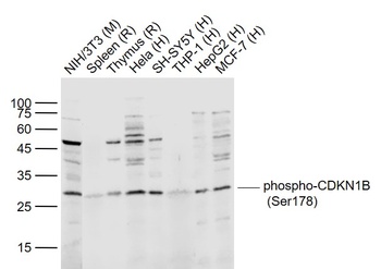 CDKN1B (phospho-Ser178) antibody