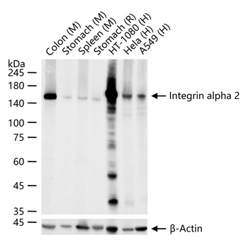 Integrin alpha 2 Recombinant Rabbit Monoclonal Antibody