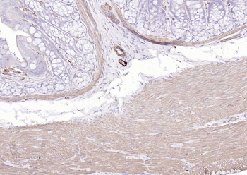 Streptavidin protein conjugated to HRP.