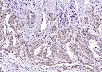 Goat Anti-Mouse IgG H&L, HRP conjugated