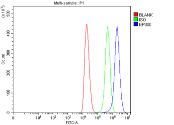 KAT3B/p300/EP300 Antibody