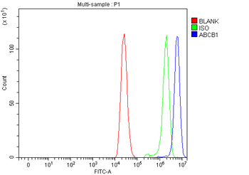 P Glycoprotein/ABCB1 Antibody