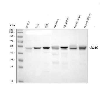 Integrin linked ILK Antibody (monoclonal, 3C7E1)