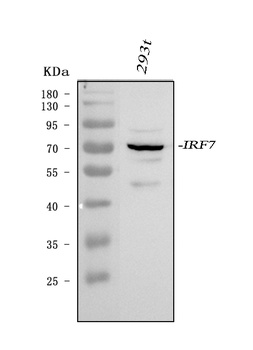 IRF7 Antibody