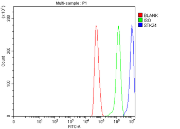 MST3/STK24 Antibody