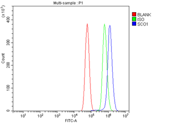 SCO1 Antibody