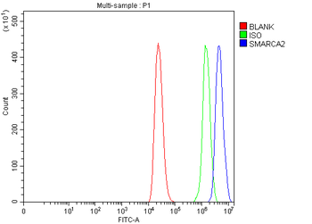 SMARCA2/BRM Antibody