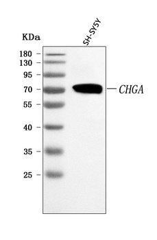 Chromogranin A/CHGA Antibody