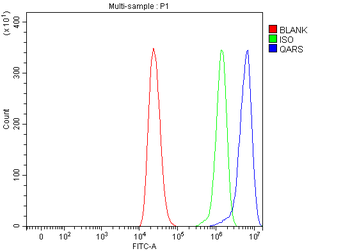 QARS1 Antibody