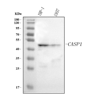 Caspase 1(p20)/CASP1 Antibody