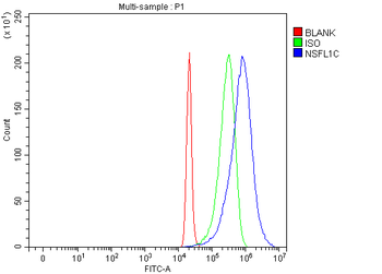 NSFL1C Rabbit Polyclonal Antibody