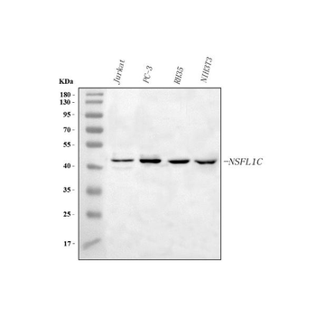 NSFL1C Rabbit Polyclonal Antibody