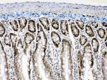 Anti-Musashi 1/Msi1 Antibody Picoband