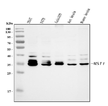 Anti-Musashi 1/Msi1 Antibody Picoband