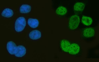 Anti-Musashi 1/Msi1 Antibody Picoband