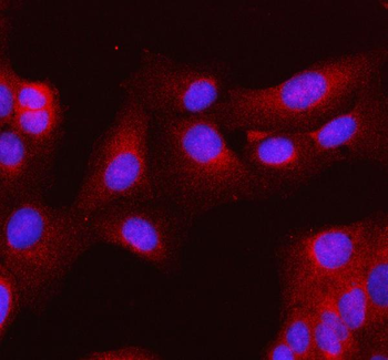 Anti-MLKL Antibody Picoband