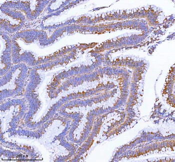 Anti-MLKL Antibody Picoband